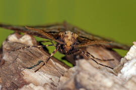 Erannis defoliaria / Groer Frostspanner / Nachtfalter - Spanner - Geometridae - Ennominae 