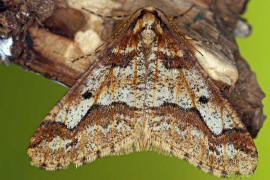 Erannis defoliaria / Groer Frostspanner / Nachtfalter - Spanner - Geometridae - Ennominae 