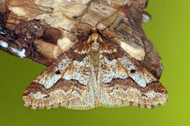 Erannis defoliaria / Groer Frostspanner / Nachtfalter - Spanner - Geometridae - Ennominae 