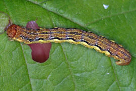 Erannis defoliaria / Groer Frostspanner / Nachtfalter - Spanner - Geometridae - Ennominae