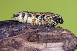 Erannis defoliaria / Groer Frostspanner (flgelloses Weibchen) / Nachtfalter - Spanner - Geometridae - Ennominae 