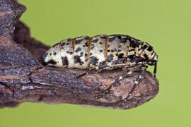 Erannis defoliaria / Groer Frostspanner (flgelloses Weibchen) / Nachtfalter - Spanner - Geometridae - Ennominae 