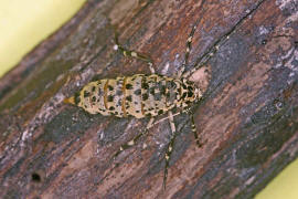 Erannis defoliaria / Groer Frostspanner (flgelloses Weibchen) / Nachtfalter - Spanner - Geometridae - Ennominae 