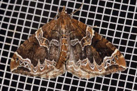 Eulithis prunata / Dunkelbrauner Haarbschelspanner / Nachtfalter - Spanner - Geometridae - Larentiinae