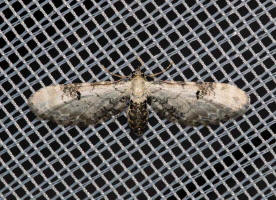 Eupithecia centaureata / Mondfleckiger Bltenspanner / Nachtfalter - Spanner - Geometridae - Larentiinae
