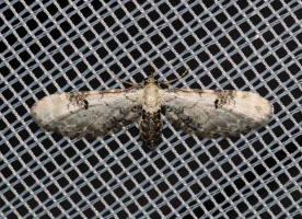 Eupithecia centaureata / Mondfleckiger Bltenspanner / Nachtfalter - Spanner - Geometridae - Larentiinae