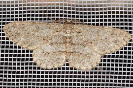 Hypomecis punctinalis / Groer Rindenspanner / Nachtfalter - Spanner - Geometridae - Ennominae