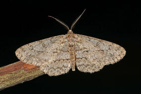 Hypomecis punctinalis / Groer Rindenspanner / Nachtfalter - Spanner - Geometridae - Ennominae