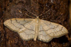 Idaea aversata f. remutata / Dunkelbindiger Doppellinien-Zwergspanner / Nachtfalter - Spanner - Geometridae - Sterrhinae