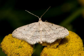 Idaea seriata / Grauer Zwergspanner / Spanner - Geometridae - Sterrhinae