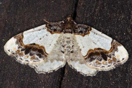 Ligdia adustata / Pfaffenhtchen-Harlekin / Nachtfalter - Spanner - Geometridae - Ennominae