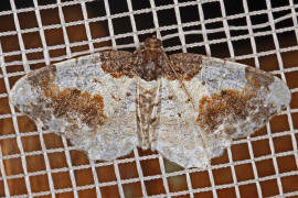 Ligdia adustata / Pfaffenhtchen-Harlekin / Nachtfalter - Spanner - Geometridae - Ennominae