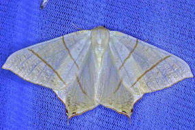 Ourapteryx sambucaria / Nachtschwalbenschwanz / Holunderspanner / Nachtfalter - Spanner - Geometridae - Ennominae