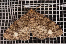 Parectropis similaria / Weifleck-Rindenspanner / Nachtfalter - Spanner - Geometridae - Ennominae