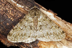 Phigalia pilosaria (= Apocheima pilosaria) / Schneespanner / Nachtfalter - Spanner - Geometridae - Ennominae