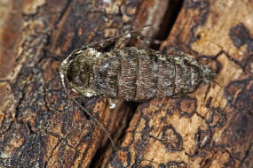 Phigalia pilosaria (= Apocheima pilosaria) / Schneespanner / Nachtfalter - Spanner - Geometridae - Ennominae