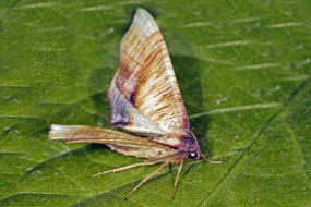 Plagodis dolabraria / Hobelspanner / Nachtfalter - Spanner - Geometridae - Ennominae