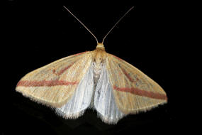 Rhodometra sacraria / Rotgestreifter Wanderspanner / Nachtfalter - Spanner - Geometridae - Sterrhinae