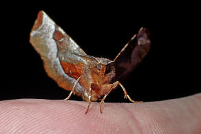 Selenia tetralunaria / Violettbrauner Mondfleckspanner / Nachtfalter - Spanner - Geometridae - Ennominae