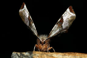 Selenia tetralunaria / Violettbrauner Mondfleckspanner / Nachtfalter - Spanner - Geometridae - Ennominae