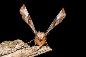 Selenia tetralunaria / Violettbrauner Mondfleckspanner / Nachtfalter - Spanner - Geometridae - Ennominae