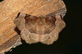 Selenia tetralunaria / Violettbrauner Mondfleckspanner / Nachtfalter - Spanner - Geometridae - Ennominae