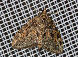 Thera obeliscata / Zweibrtiger Kiefern-Nadelholzspanner / Nachtfalter - Spanner - Geometridae - Larentiinae