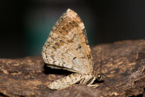 Xanthorhoe ferrugata / Dunkler Rostfarben-Blattspanner / Nachtfalter - Spanner - Geometridae - Larentiinae