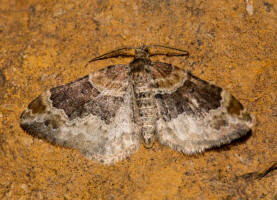 Xanthorhoe ferrugata / Dunkler Rostfarben-Blattspanner / Nachtfalter - Spanner - Geometridae - Larentiinae