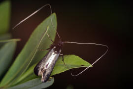 Adela reaumurella / Grner Langfhler / Langhornmotten - Adelidae