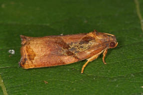 Archips podana / Eschenzwieselwickler / Nachtfalter - Wickler - Tortricidae - Tortricinae - Archipini