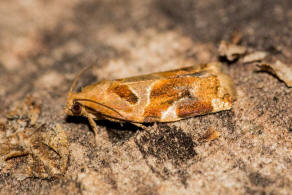 Archips xylosteana / Brauner Laubholzwickler / Nachtfalter - Wickler - Tortricidae - Tortricinae