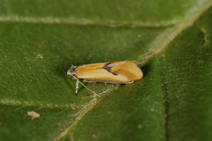 Batia lunaris / Kleiner Ginsterrindenfalter / Nachtfalter - Oecophoridae - Faulholzmotten