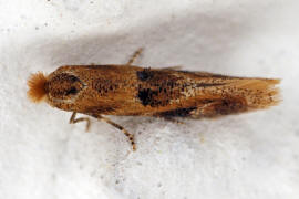 Bucculatrix ulmella / Eichen-Zwergwickler / Nachtfalter - Zwergwickler - Bucculatricidae