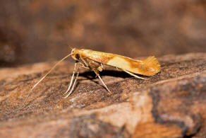 Caloptilia alchimiella (Scopoli, 1763) / Nachtfalter - Miniermotten - Gracillariidae - Gracillariinae