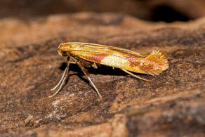 Caloptilia alchimiella (Scopoli, 1763) / Nachtfalter - Miniermotten - Gracillariidae - Gracillariinae