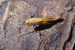 Caloptilia alchimiella (Scopoli, 1763) / Nachtfalter - Miniermotten - Gracillariidae - Gracillariinae