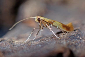 Caloptilia alchimiella (Scopoli, 1763) / Nachtfalter - Miniermotten - Gracillariidae - Gracillariinae