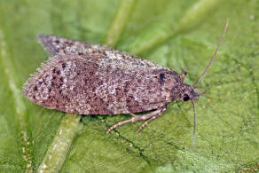 Cnephasia asseclana / Ohne deutschen Namen / Nachtfalter - Wickler - Tortricidae - Tortricinae - Cnephasiini