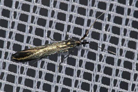 Coleophora alcyonipennella / Ohne deutschen Namen / Nachtfalter - Coleophoridae - Miniersacktrger / Sacktrgermotten