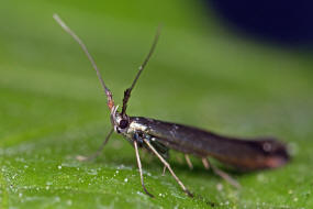 Coleophora alcyonipennella / Ohne deutschen Namen / Nachtfalter - Coleophoridae - Miniersacktrger / Sacktrgermotten