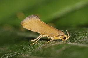 Crassa unitella (Hbner, 1796) / Nachtfalter - Faulholzmotten - Oecophoridae - Oecophorinae