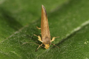 Crassa unitella (Hbner, 1796) / Nachtfalter - Faulholzmotten - Oecophoridae - Oecophorinae