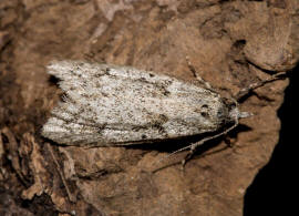 Diurnea fagella / Buchenmotte / Sngerin / Nachtfalter - Breitflgelmotten - Chimabachidae