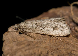 Diurnea fagella / Buchenmotte / Sngerin / Nachtfalter - Breitflgelmotten - Chimabachidae