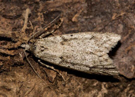 Diurnea fagella / Buchenmotte / Sngerin / Nachtfalter - Breitflgelmotten - Chimabachidae