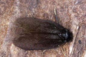 Epichnopterix plumella / Kleiner Wollsacktrger / Wiesen-Sacktrger / Nachtfalter - Echte Sacktrger - Psychidae - Epichnopteryginae