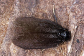 Epichnopterix plumella / Kleiner Wollsacktrger / Wiesen-Sacktrger / Nachtfalter - Echte Sacktrger - Psychidae - Epichnopteryginae