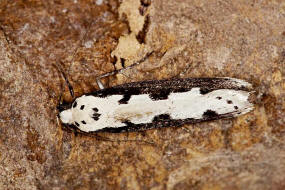 Ethmia bipunctella / Natternkopf-Flachleibmotte / Nachtfalter - Ethmiidae