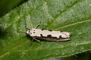 Ethmia bipunctella / Natternkopf-Flachleibmotte / Nachtfalter - Flachleibmotten - Depressariidae - Ethmiinae
